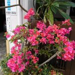自宅の花もSNSの発信も自己満足ではいけない。見た人を喜ばせるものでなくちゃね。