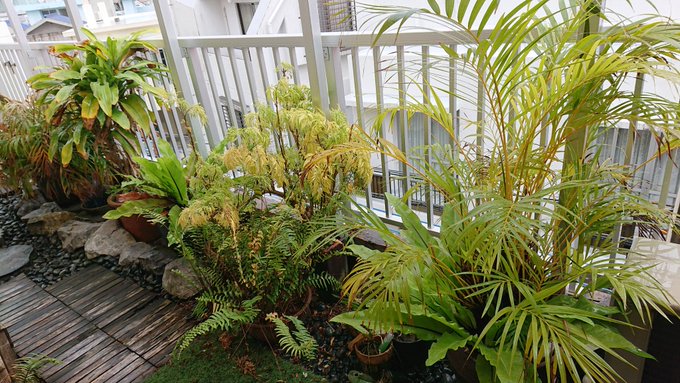 自宅のベランダ　雨に濡れる植物